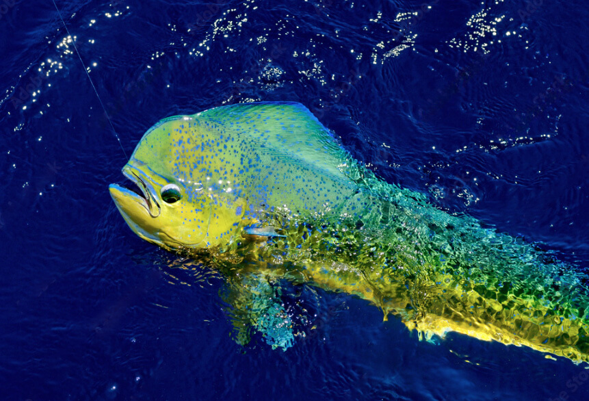 Fishing Tours in Puerto Rico